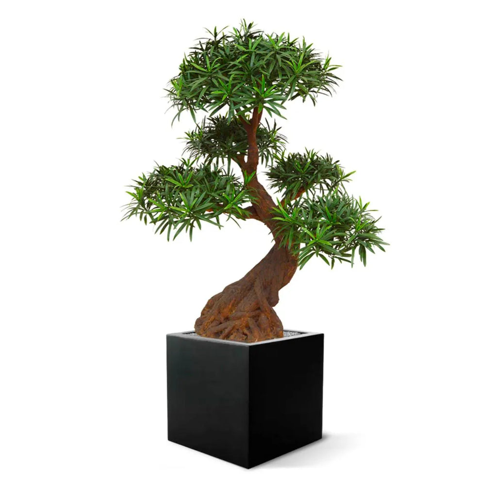 Luxe buitenkunst Podocarpus Bonsai x5 90 cm met UV-bescherming