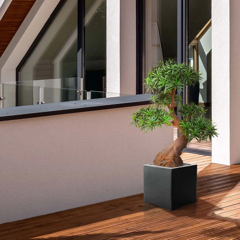 Luxe buitenkunst Podocarpus Bonsai x5 90 cm met UV-bescherming