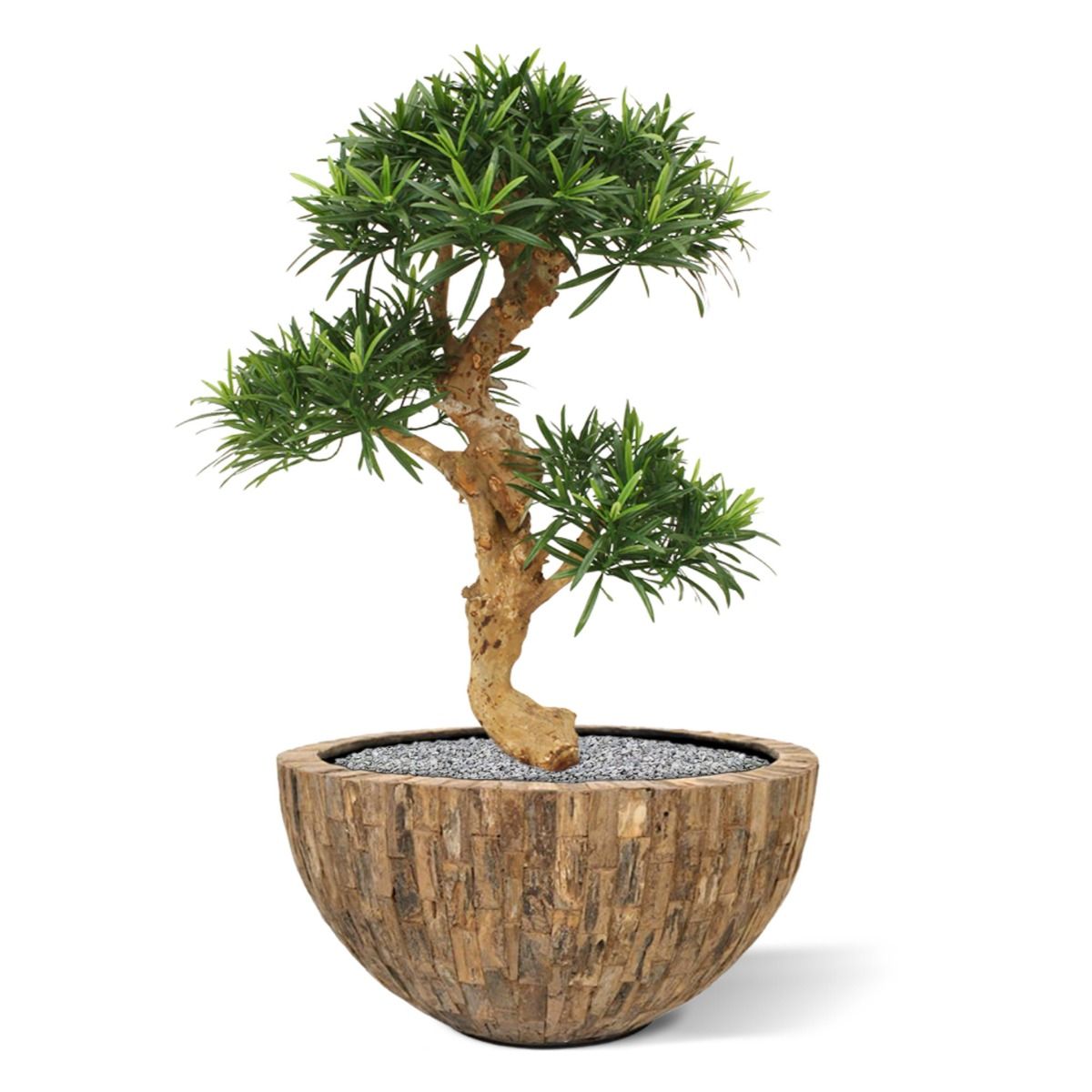 Podocarpus kunstbonsai boom deluxe op voet 65cm