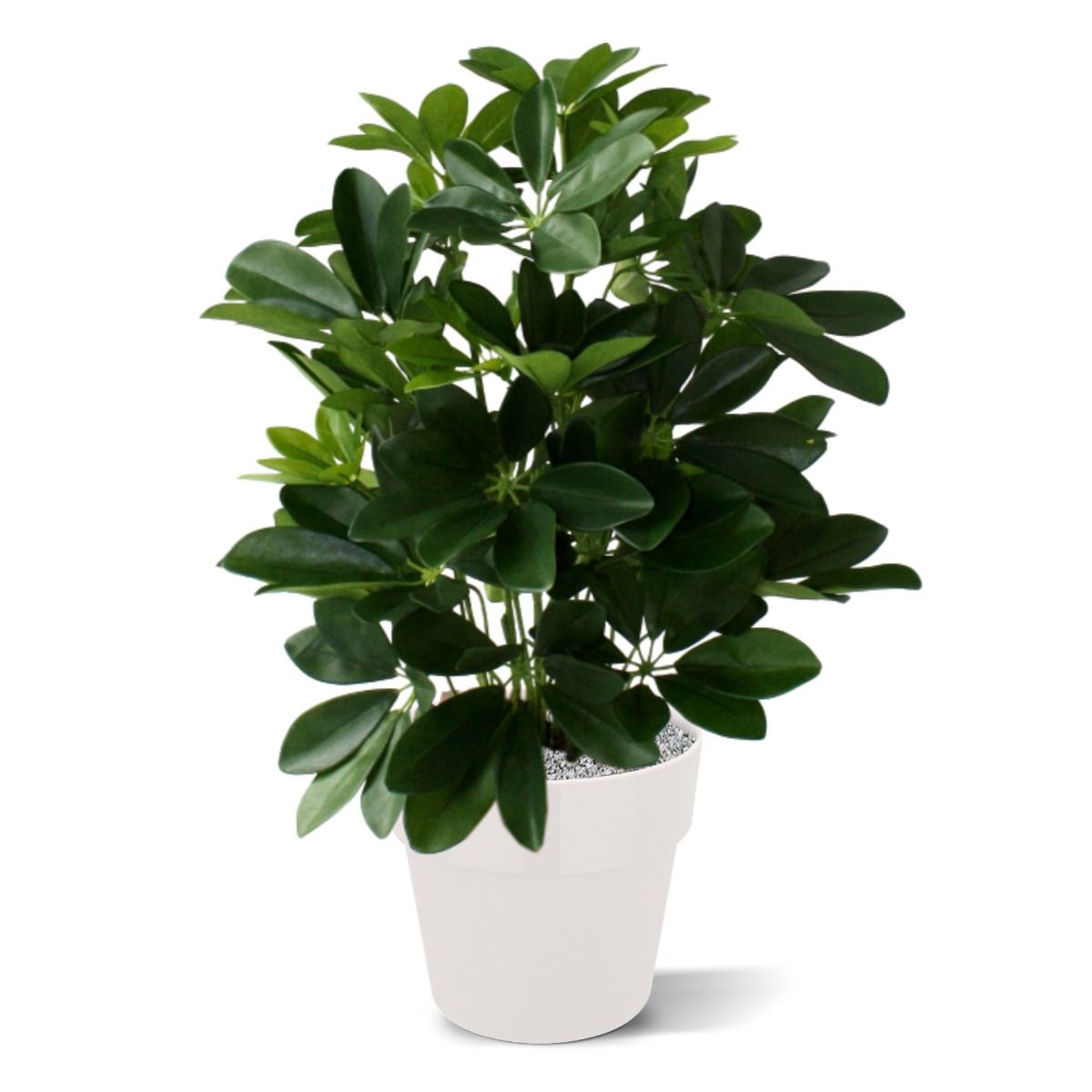 Raam Schefflera kunstplant 50cm