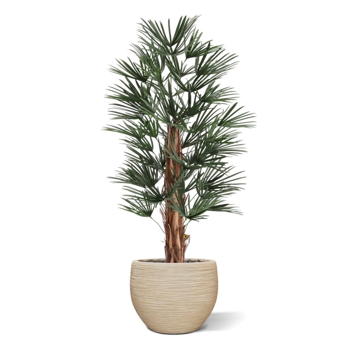 Raphis Kunstpalm 125cm UV in pot
