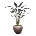 Red Calathea Luthea Kunstplant 140cm