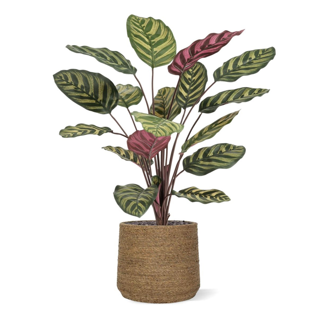 Red Calathea Makoyana FR Kunstplant 60cm