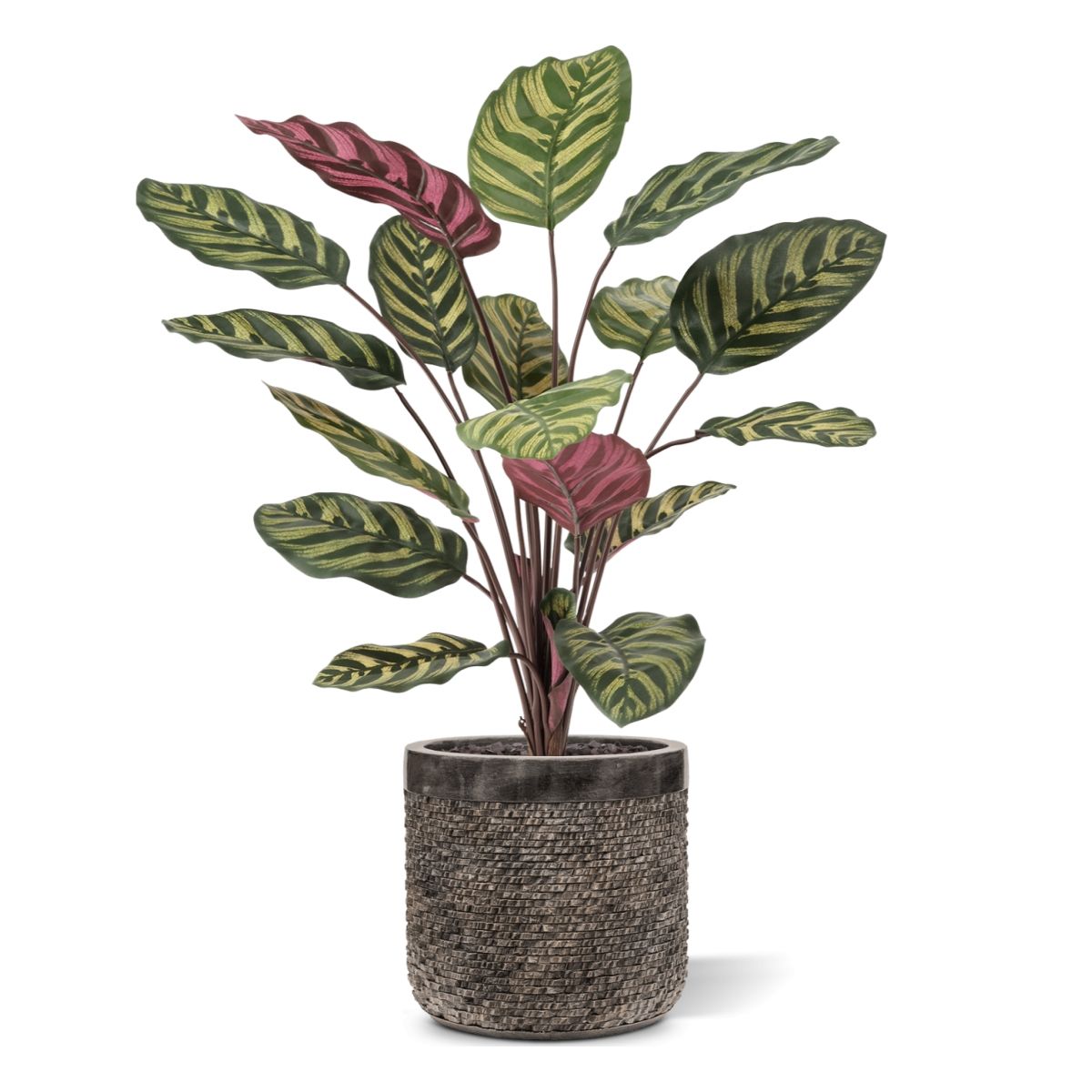Red Calathea Makoyana FR Kunstplant 60cm