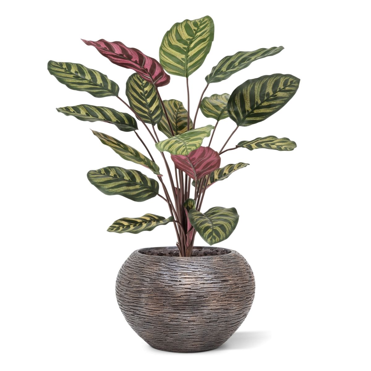 Red Calathea Makoyana FR Kunstplant 60cm