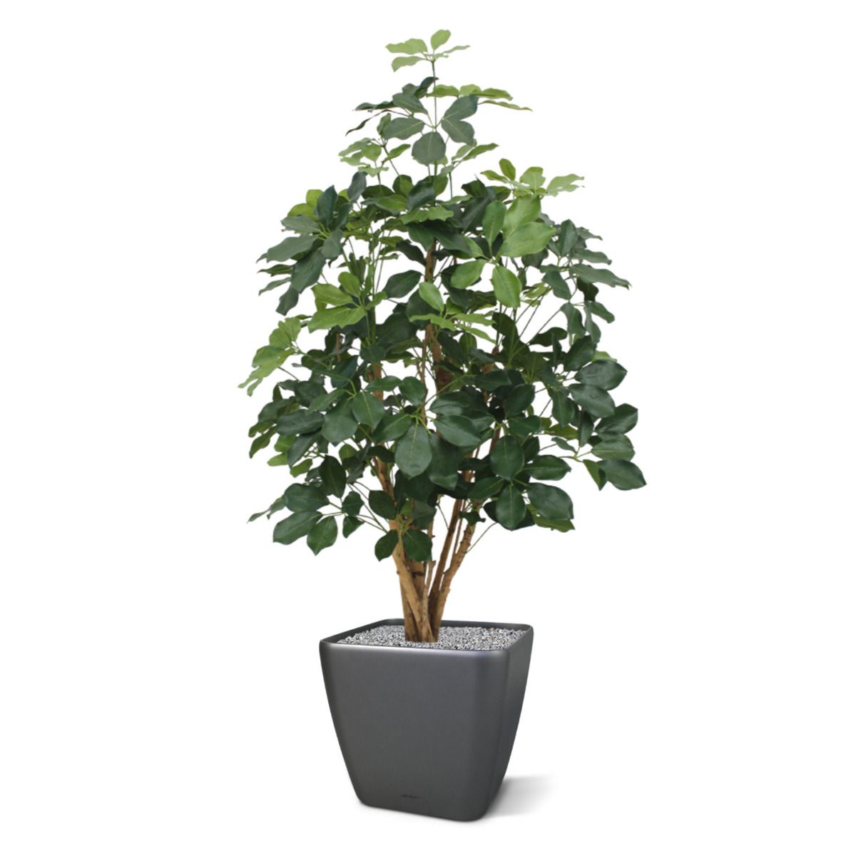 Schefflera Exotica kunstplant 120cm