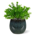 Senecio Mos kunstplant 15cm in pot