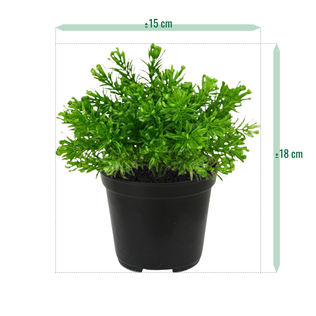 Senecio Mos kunstplant 15cm in pot