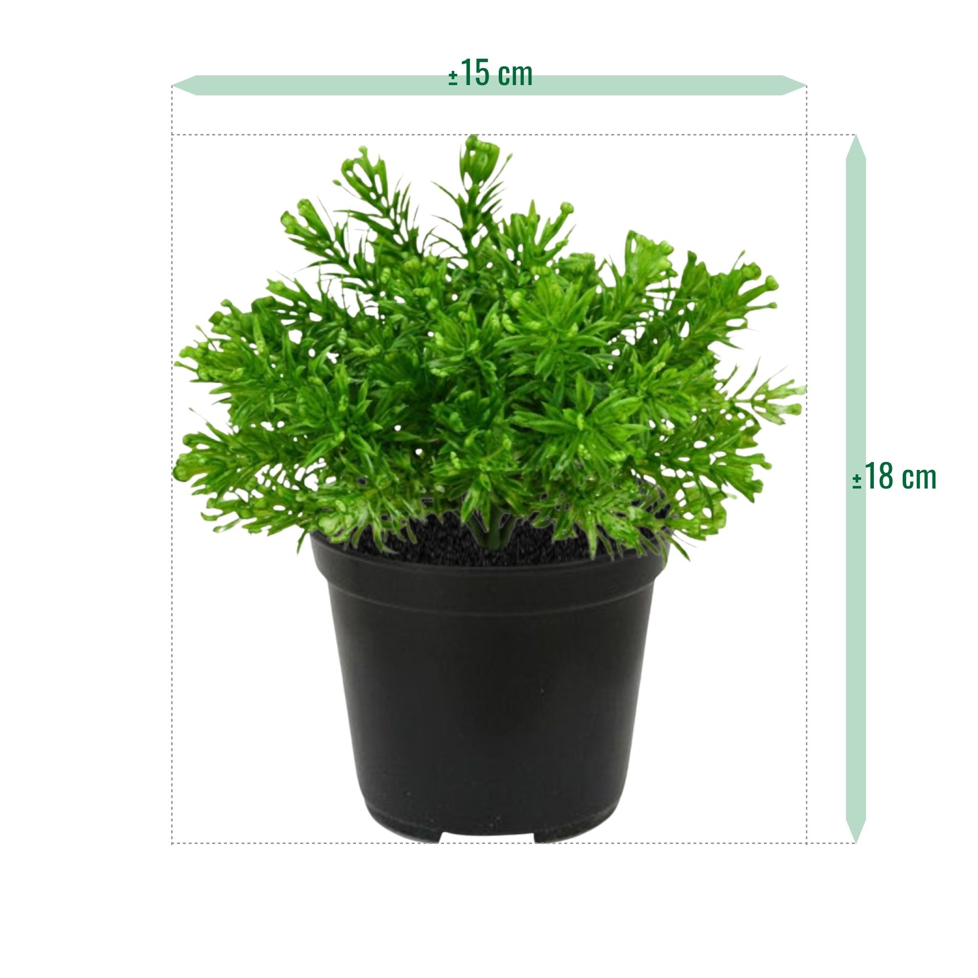 Senecio Mos kunstplant 15cm in pot