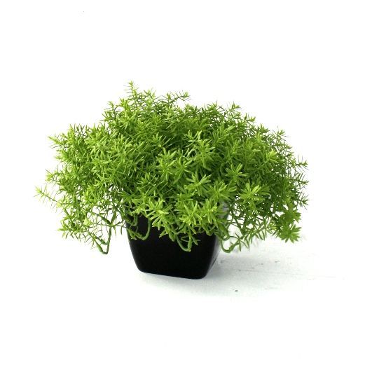 Senecio vetplant 30cm