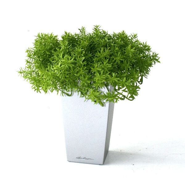 Senecio vetplant 30cm