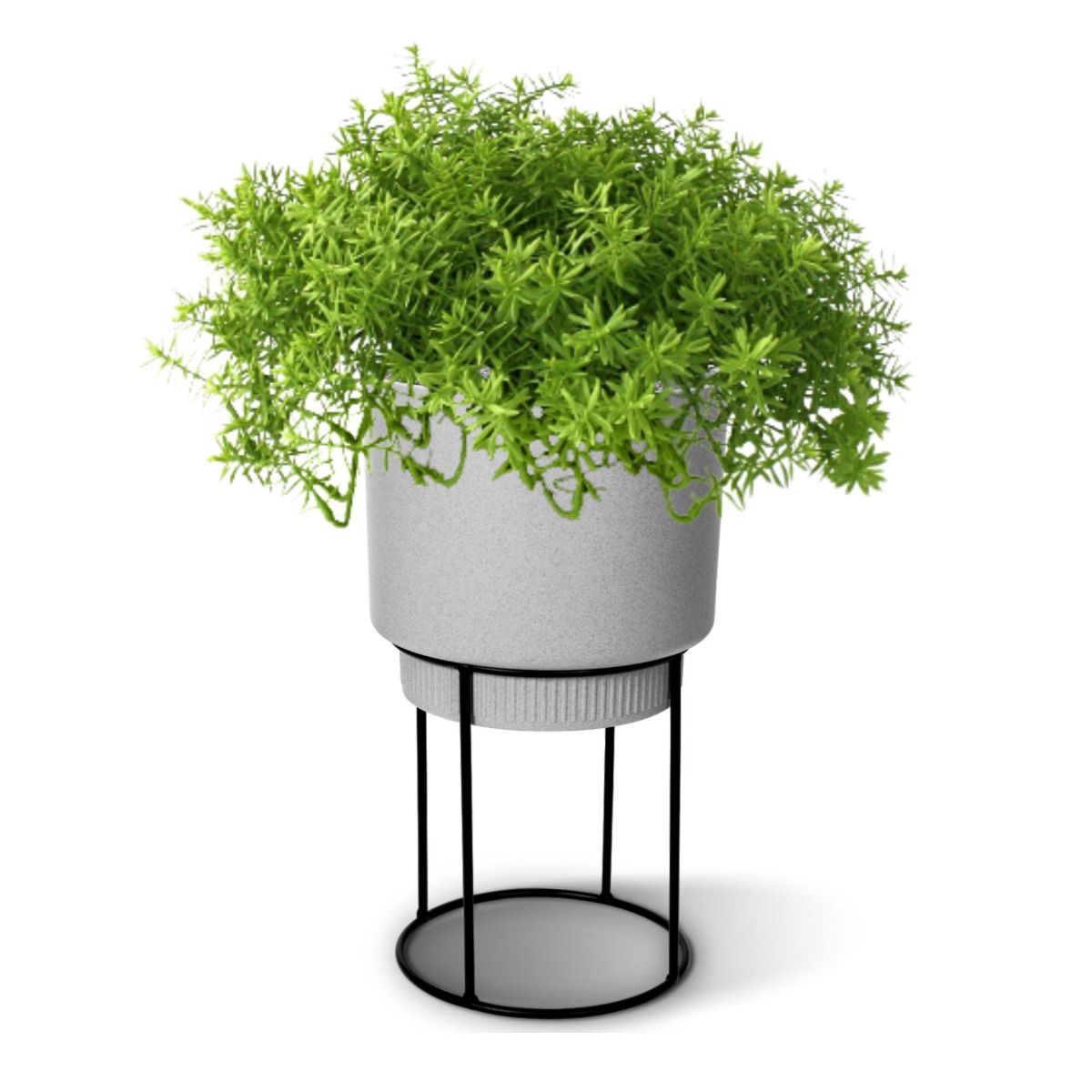 Senecio vetplant 30cm
