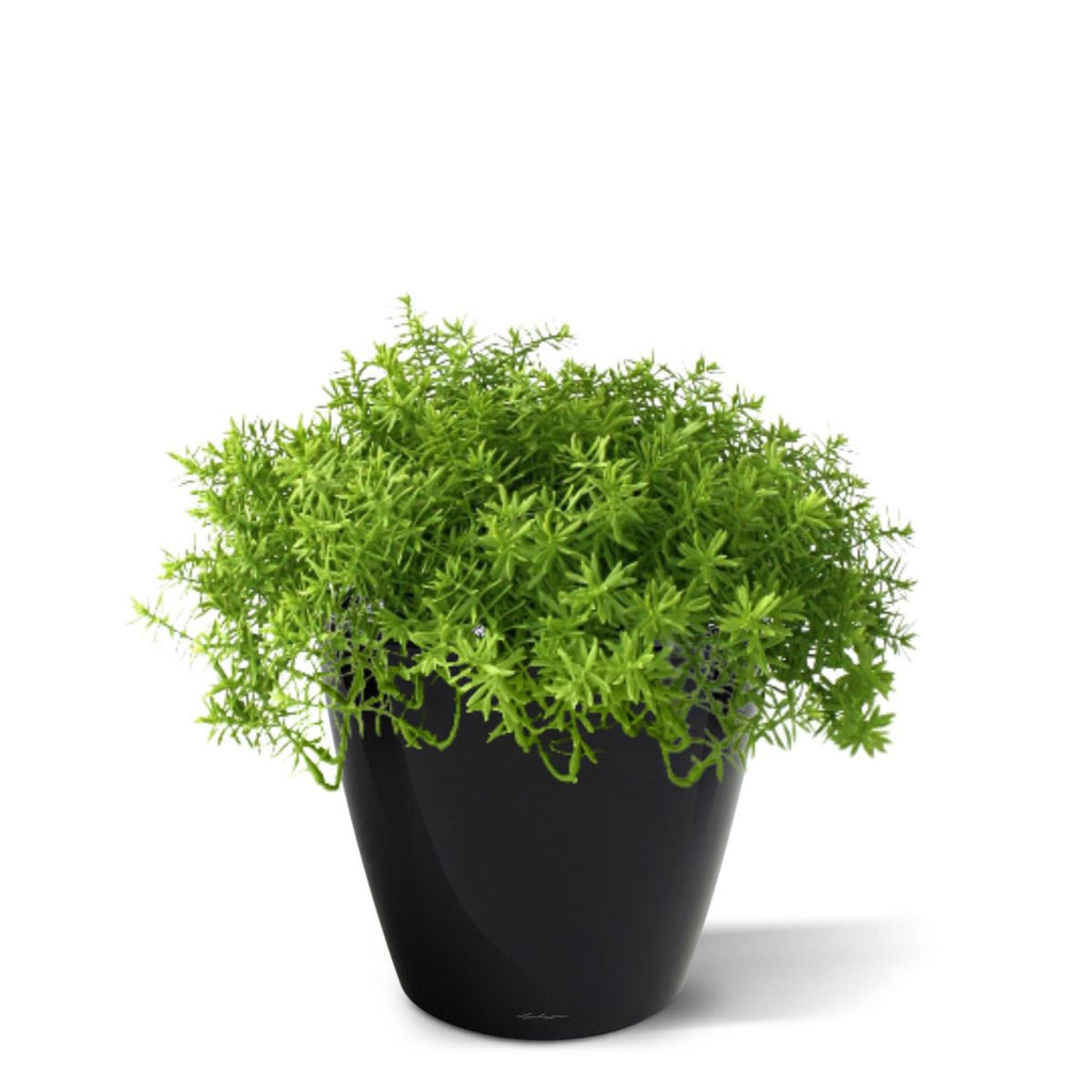 Senecio vetplant 30cm