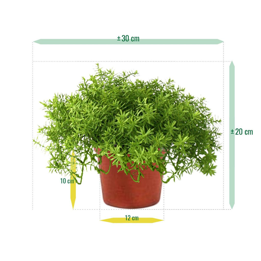 Senecio vetplant 30cm