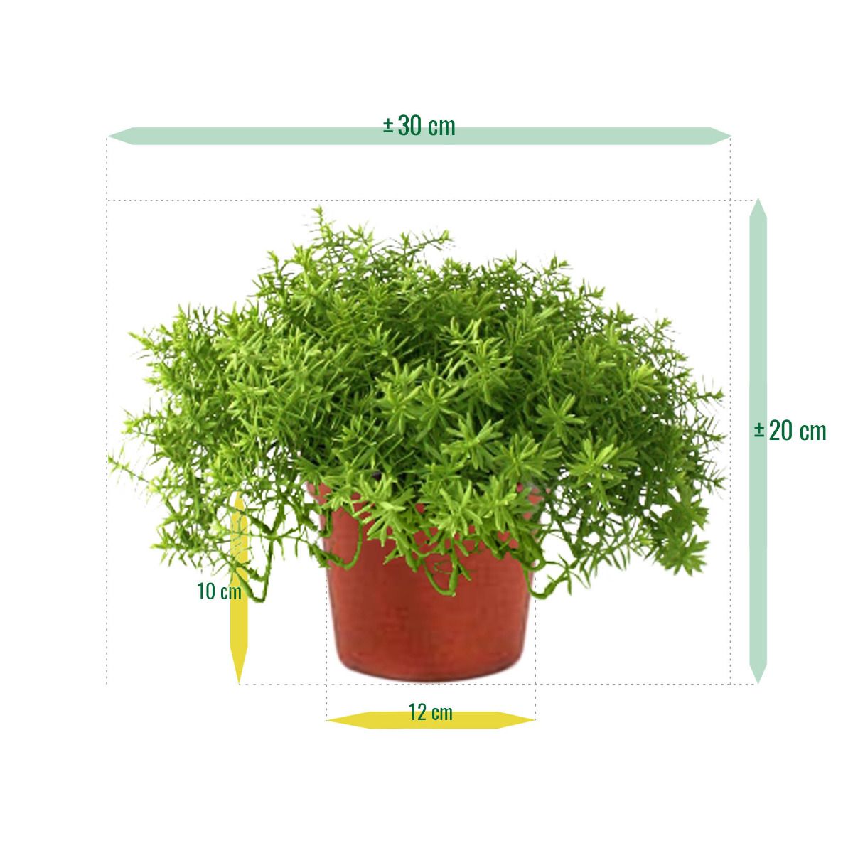 Senecio vetplant 30cm