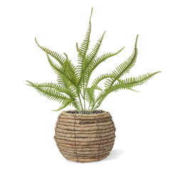 Sticherus Lobatus Kunst Varen 35cm