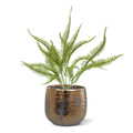 Sticherus Lobatus Kunst Varen 35cm