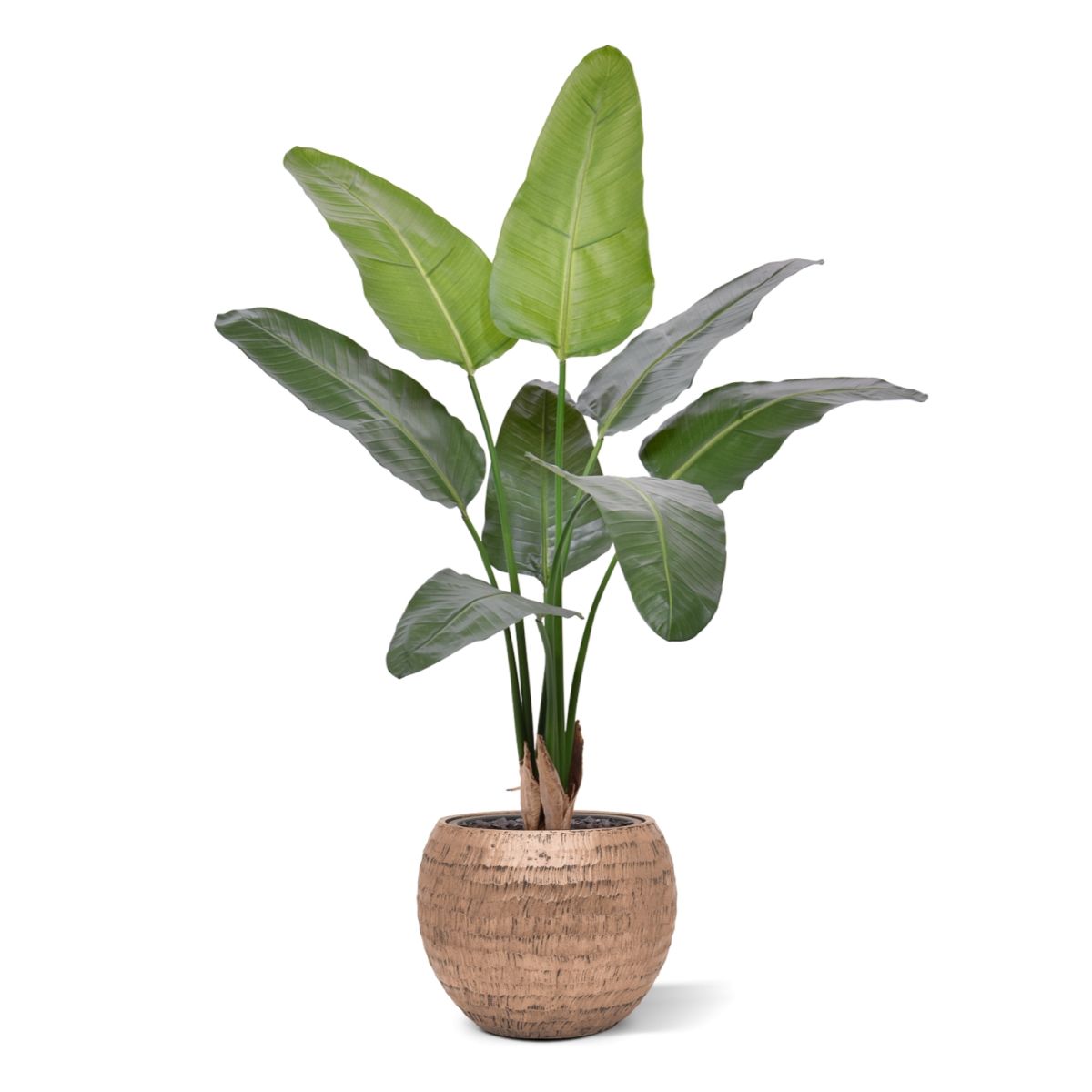Strelitzia Nicolai deluxe Kunstpalm 125cm in pot