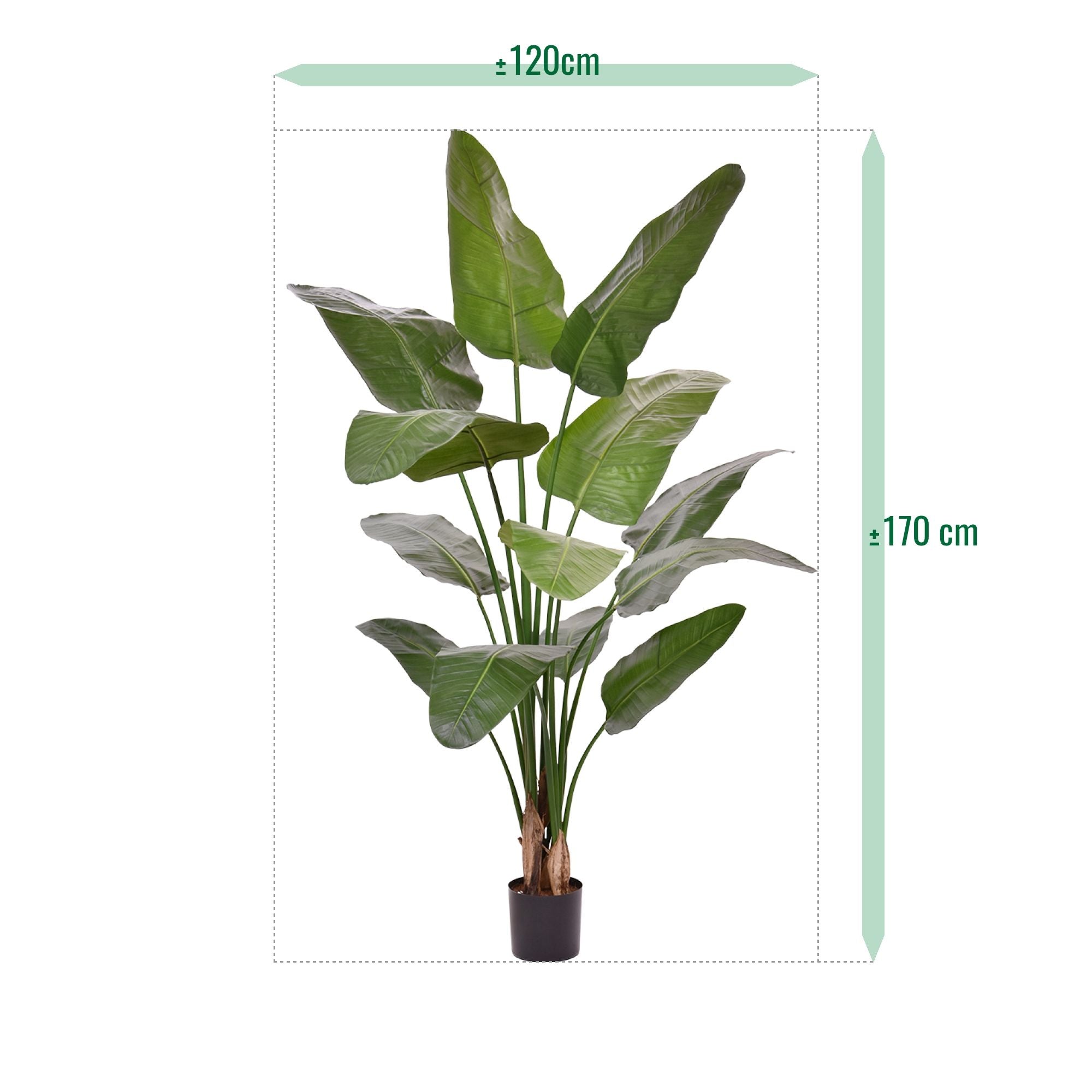 Strelitzia Nicolai deluxe Kunstpalm 170cm in pot