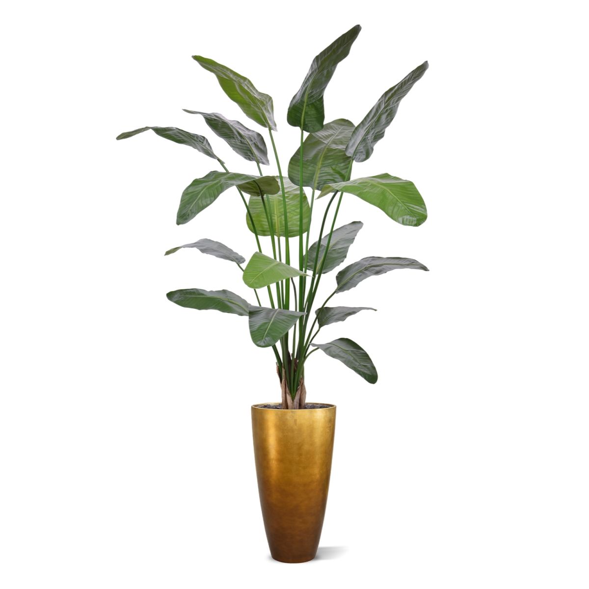 Strelitzia Nicolai deluxe Kunstpalm 200cm in pot