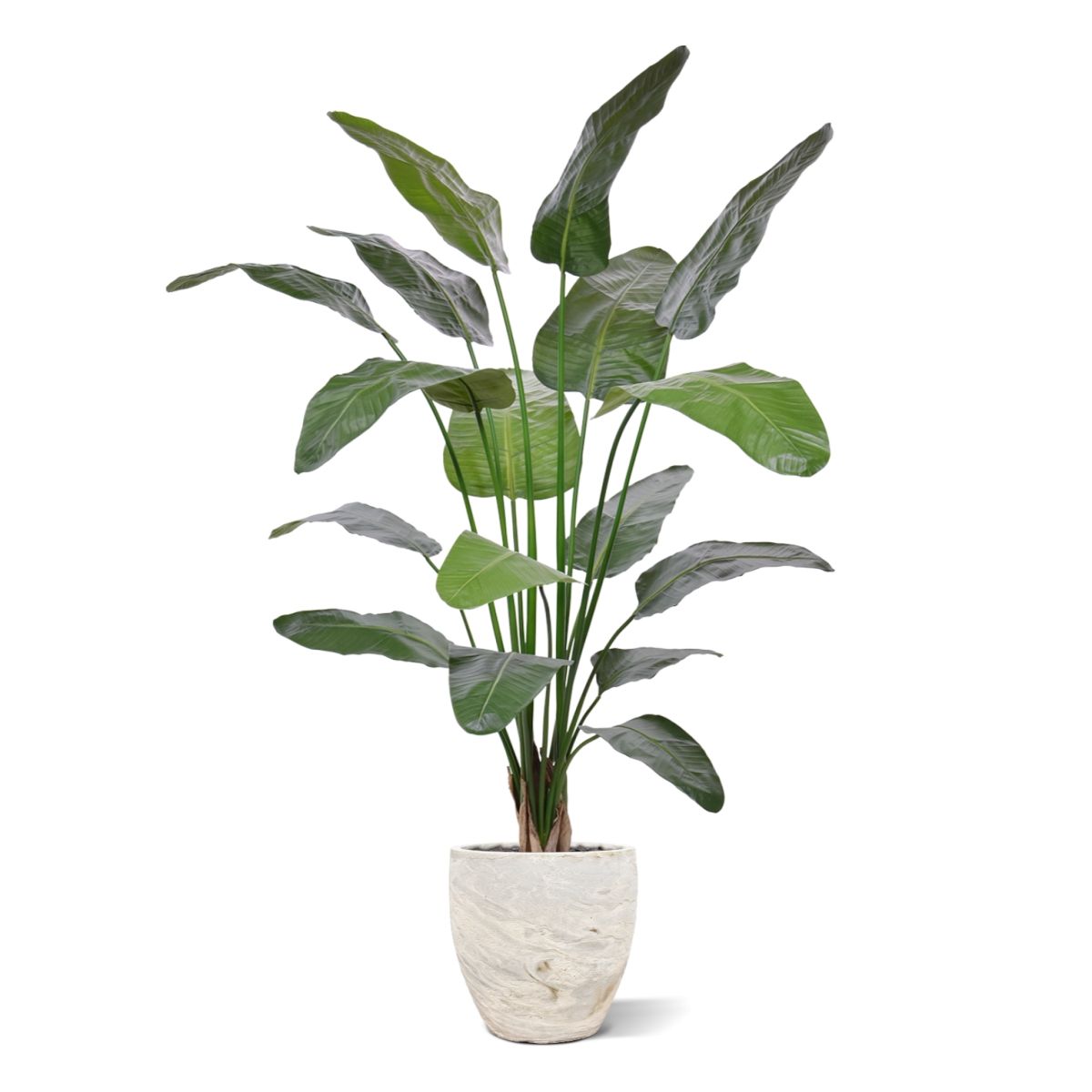 Strelitzia Nicolai deluxe Kunstpalm 200cm in pot