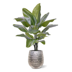 Strelitzia Nicolai XL Kunstpalm 125cm