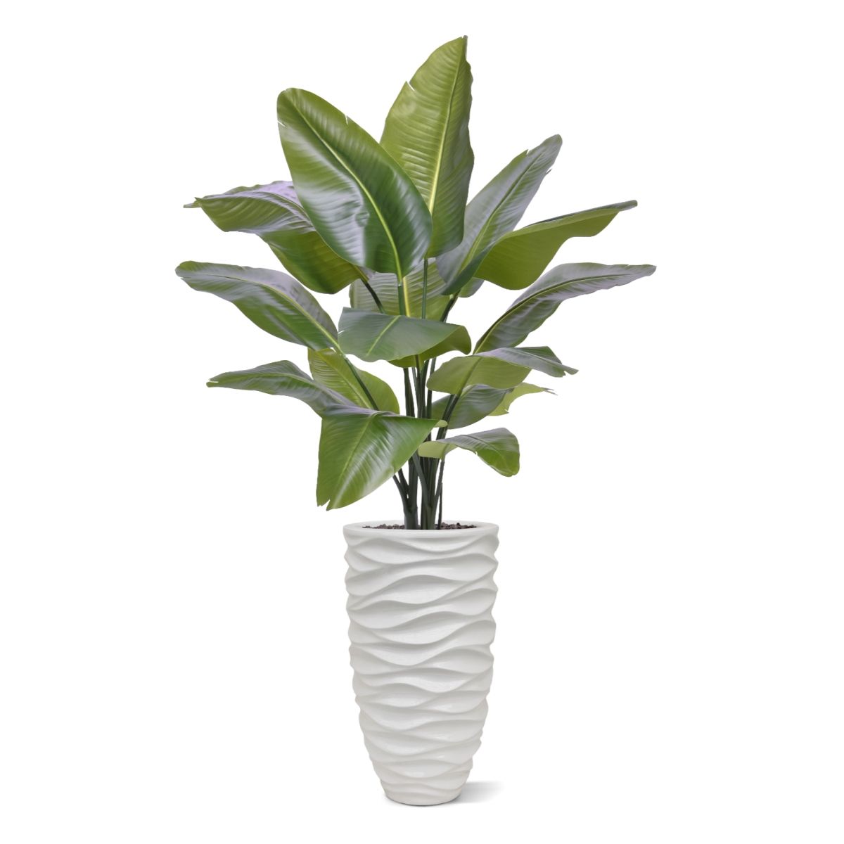 Strelitzia Nicolai XL Kunstpalm 125cm