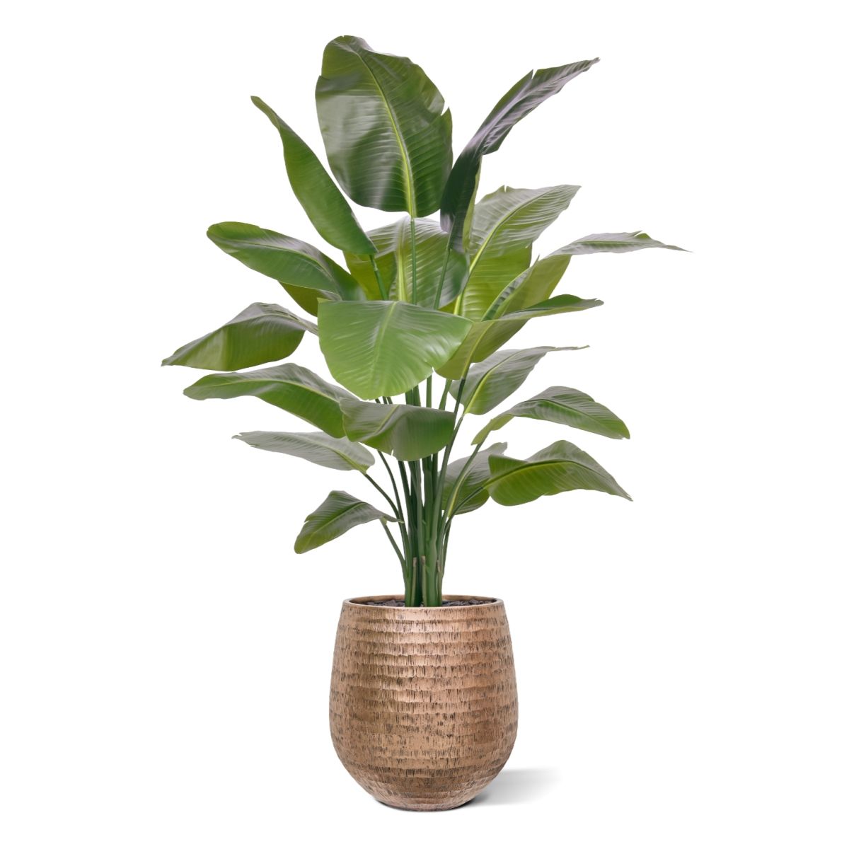 Strelitzia Nicolai XL Kunstpalm 155cm