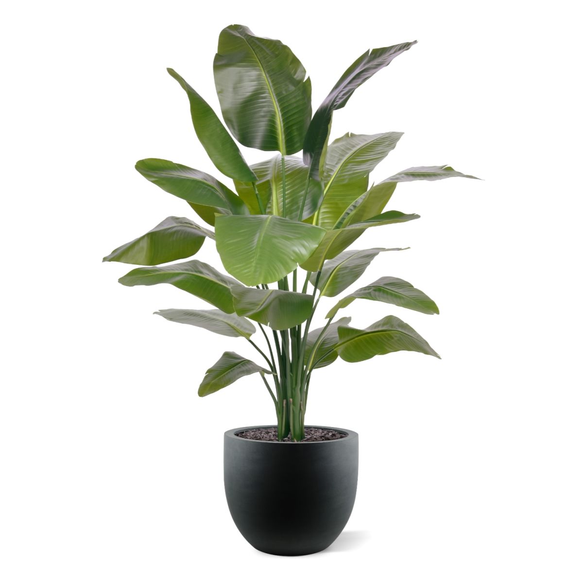 Strelitzia Nicolai XL Kunstpalm 155cm