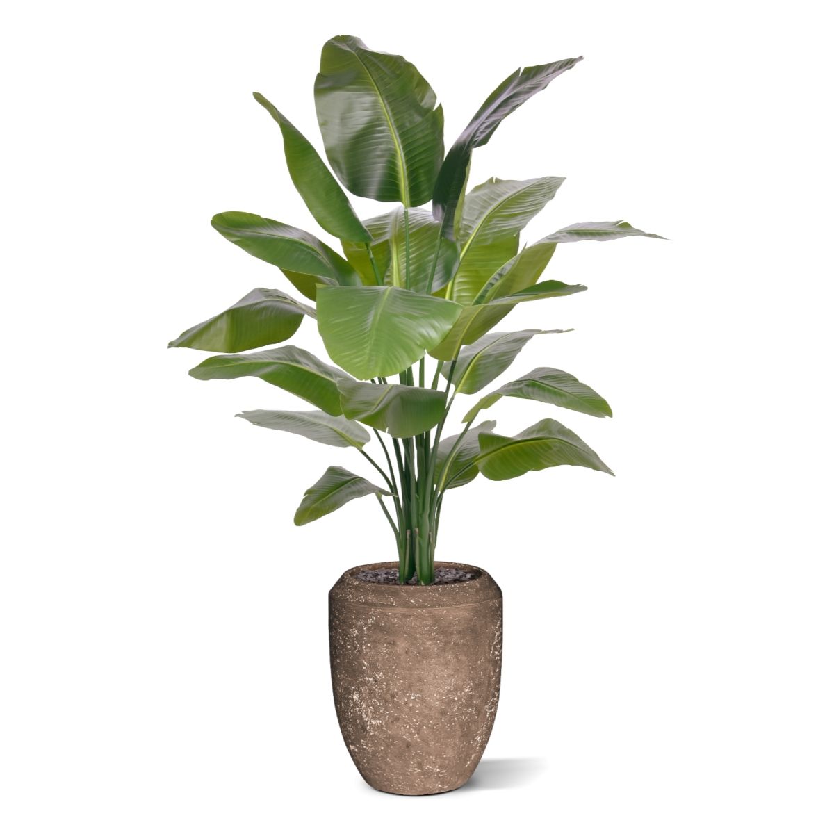 Strelitzia Nicolai XL Kunstpalm 155cm