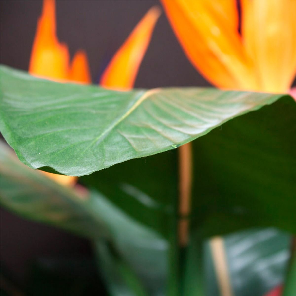 Strelitzia kunstplant deluxe 115cm