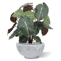Syngonium kunstplant 60cm