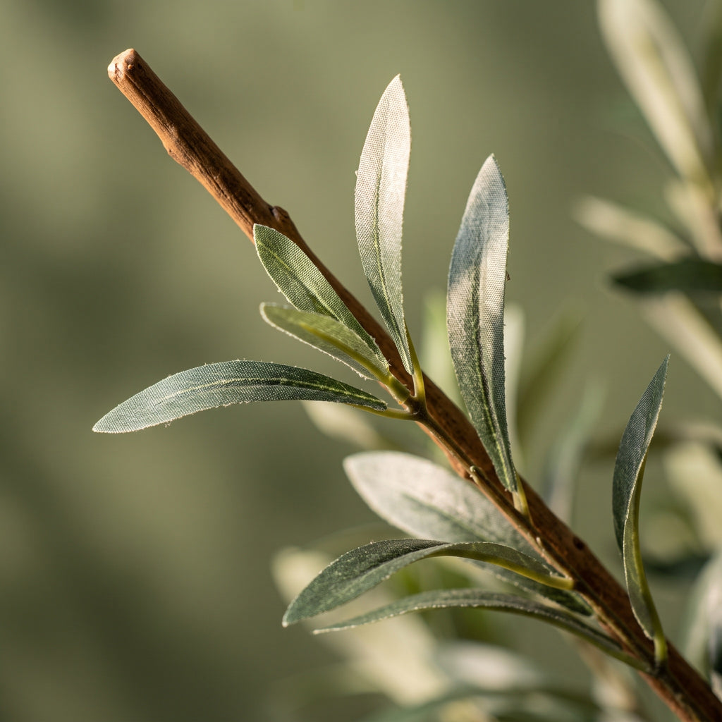 Close-up van zilvergroene olijfblaadjes en een houten tak met zichtbare stoftextuur