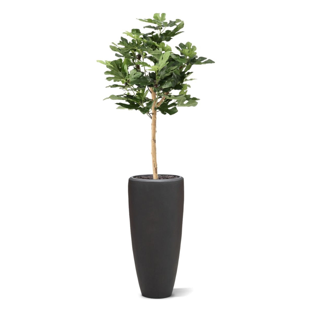 Vijgen Kunstplant op stam 110cm