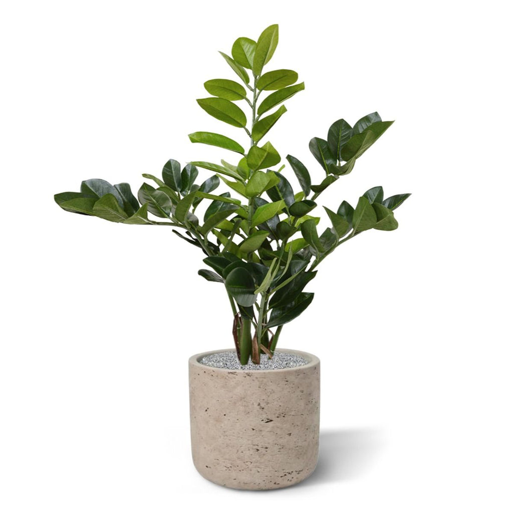 Zamioculcas kunstplant 55cm