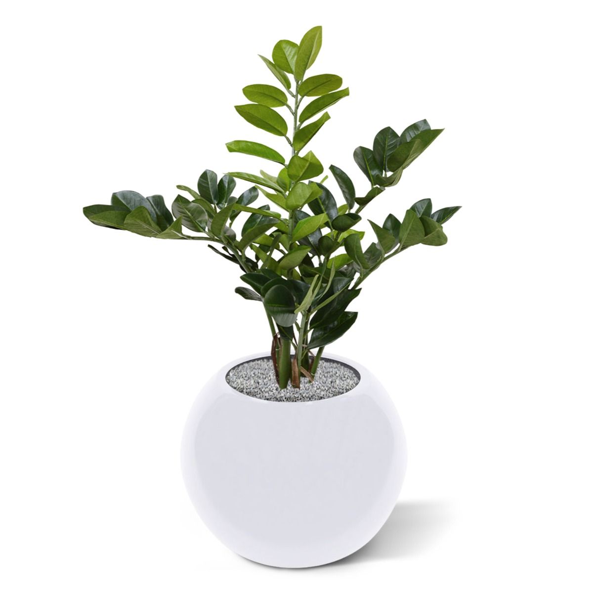 Zamioculcas kunstplant 55cm