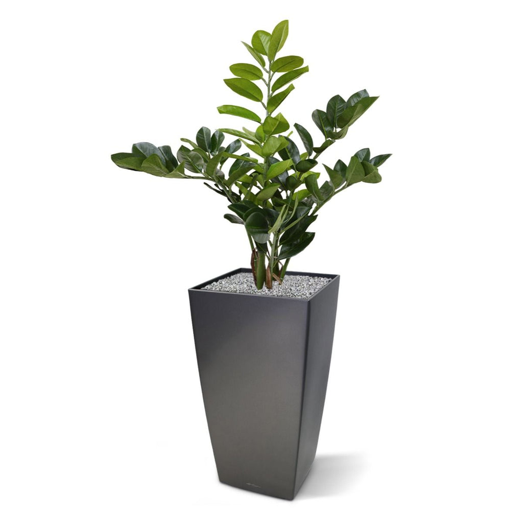 Zamioculcas kunstplant 55cm